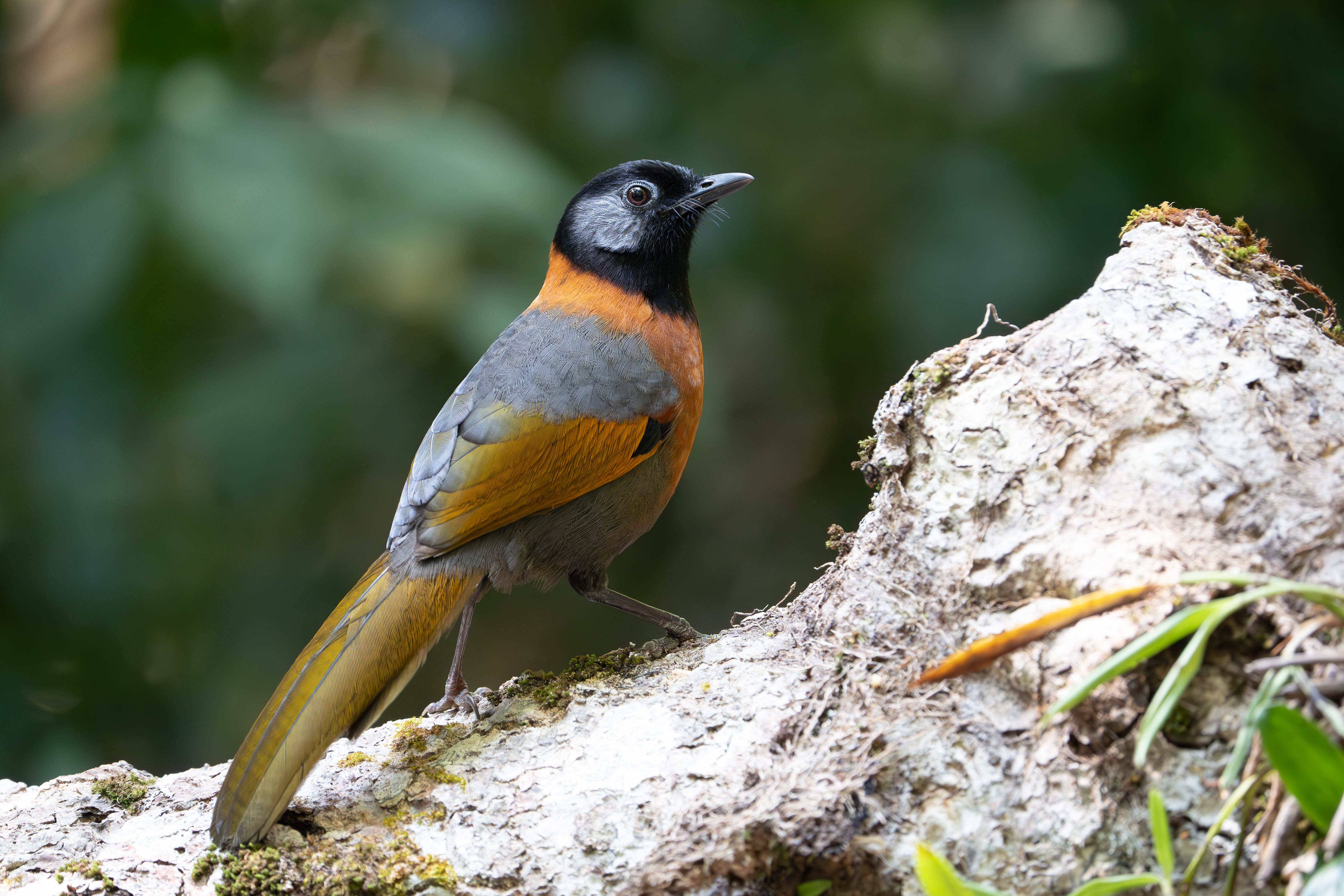 Collared Laughingthrush